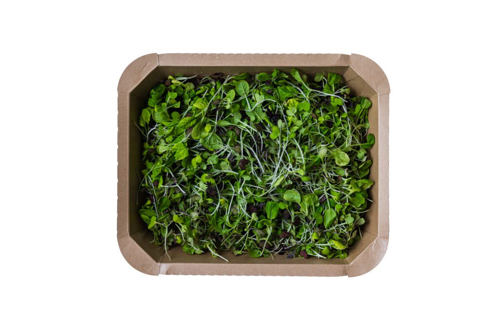 Bright and Spicy Mediuma-2