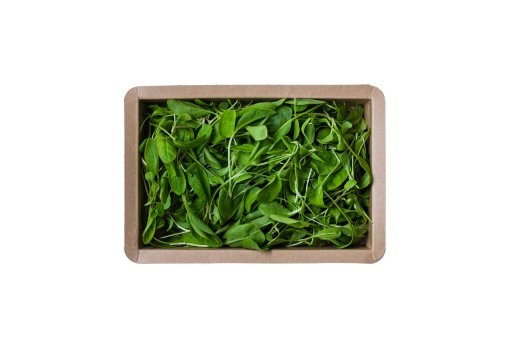 Green Sorrel 3a