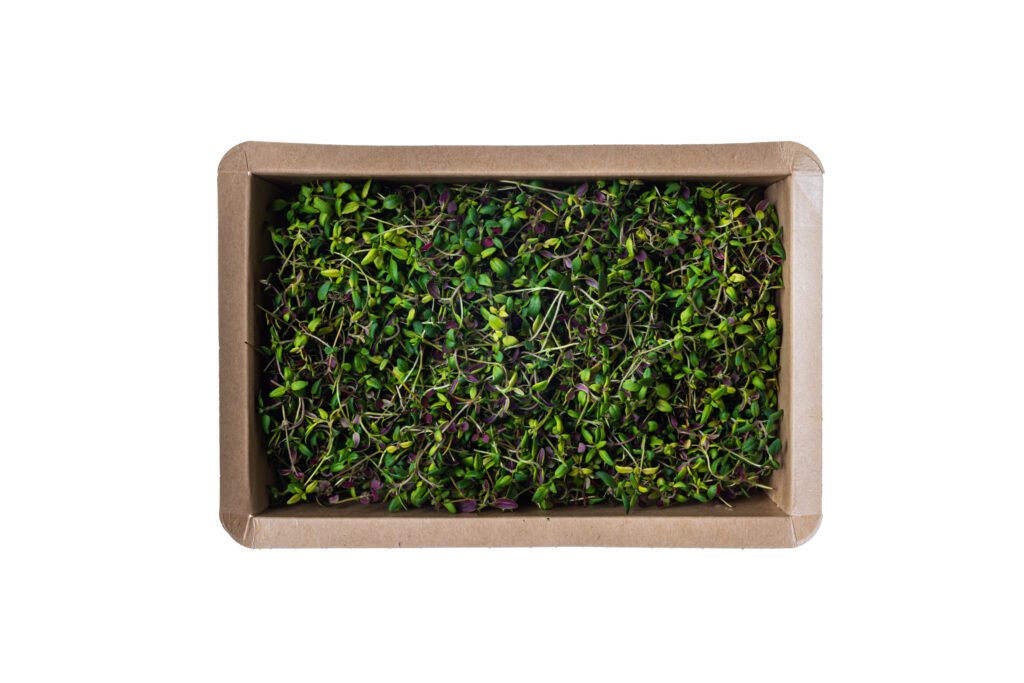 Micro Thyme-3