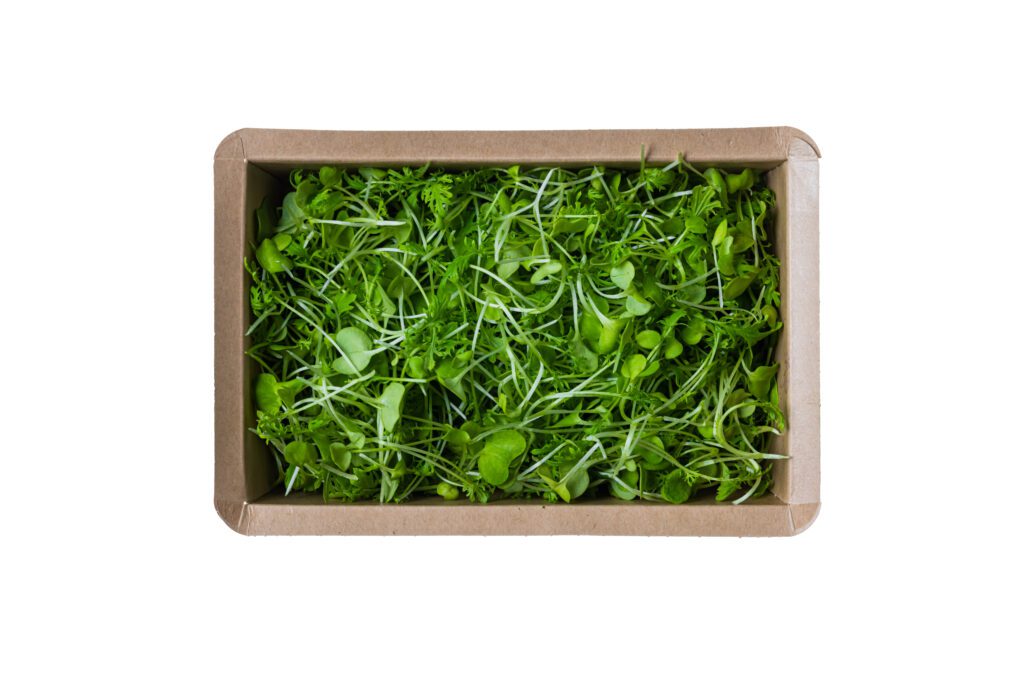 Mustard Frills Green-3