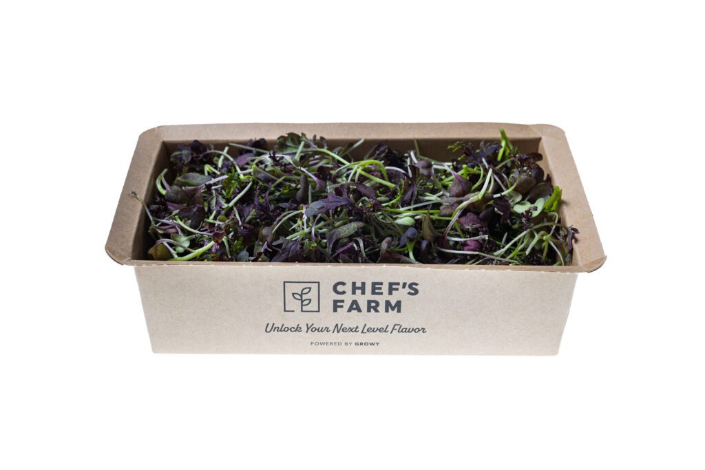 Mustard Frills Purple-2