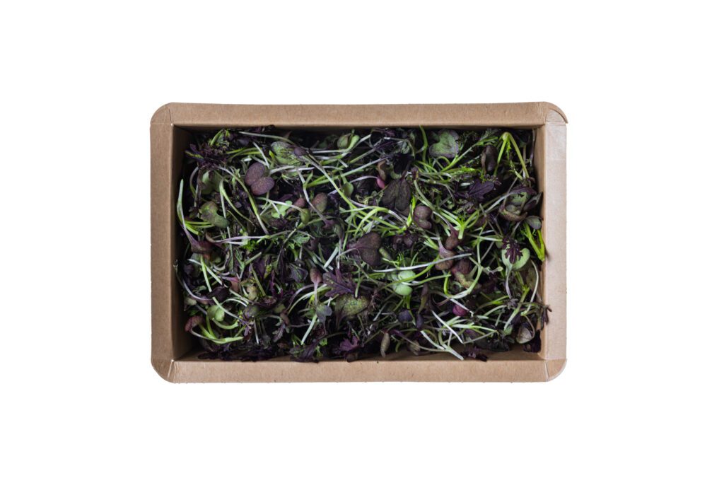 Mustard Frills Purple-3