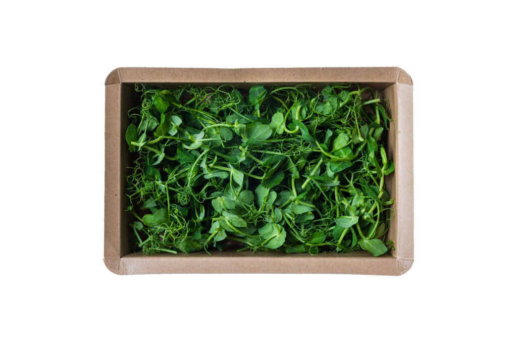Pea Shoots-3