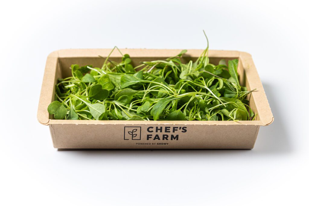 Salad Rocket - 2 side view