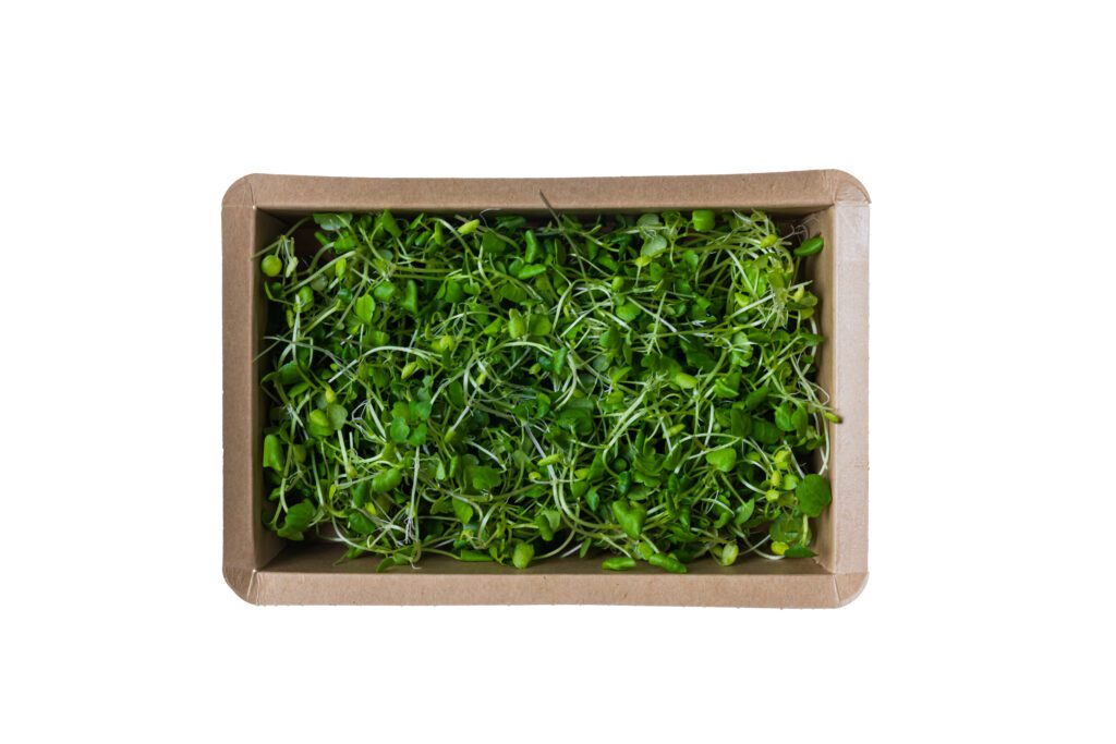 Watercress-3(1)