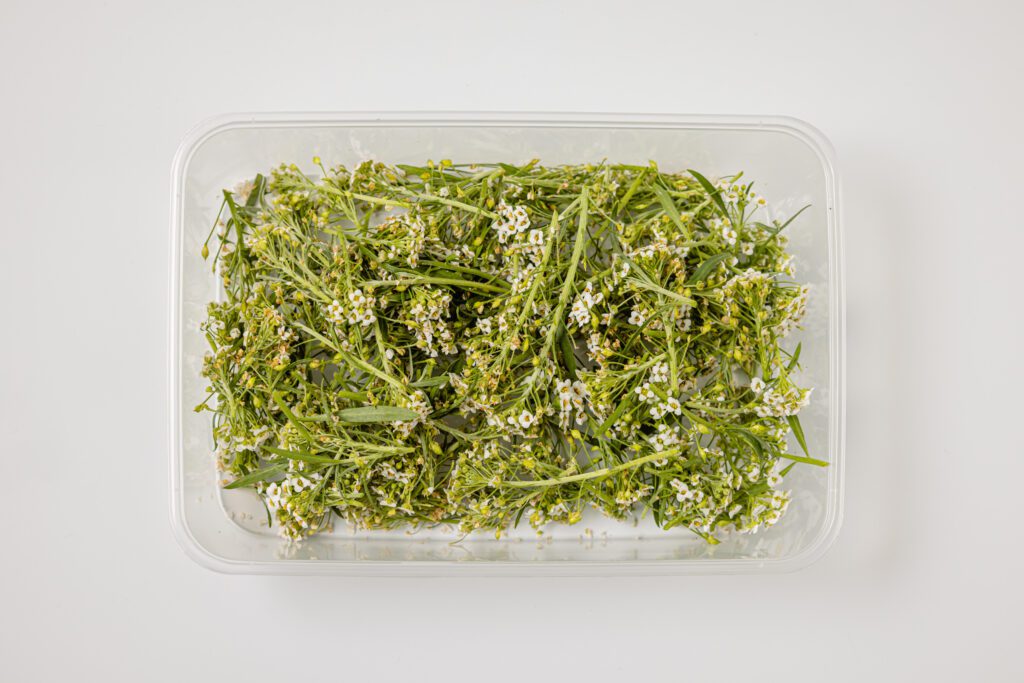 Allysum White - Top View