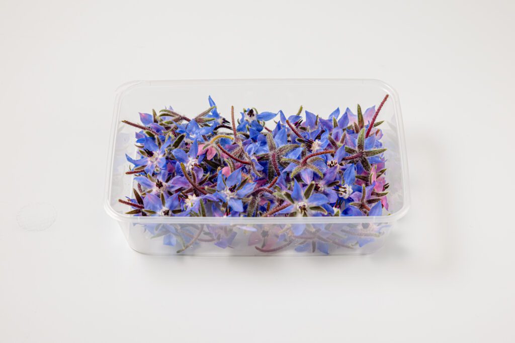 Borage Small - Side View