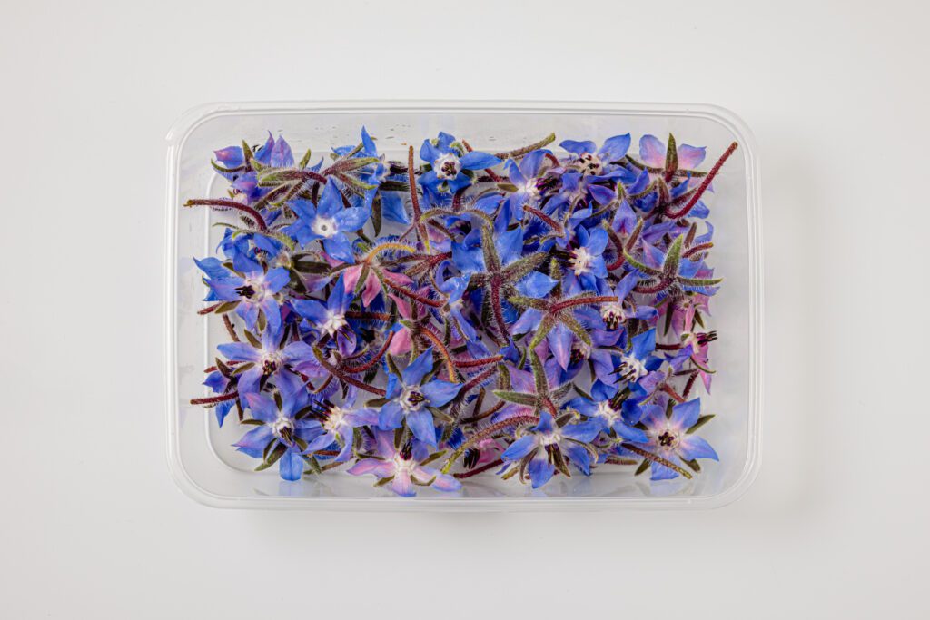 Borage Small - Top View