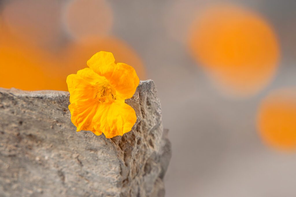 Capucine Blossom - Creative 1