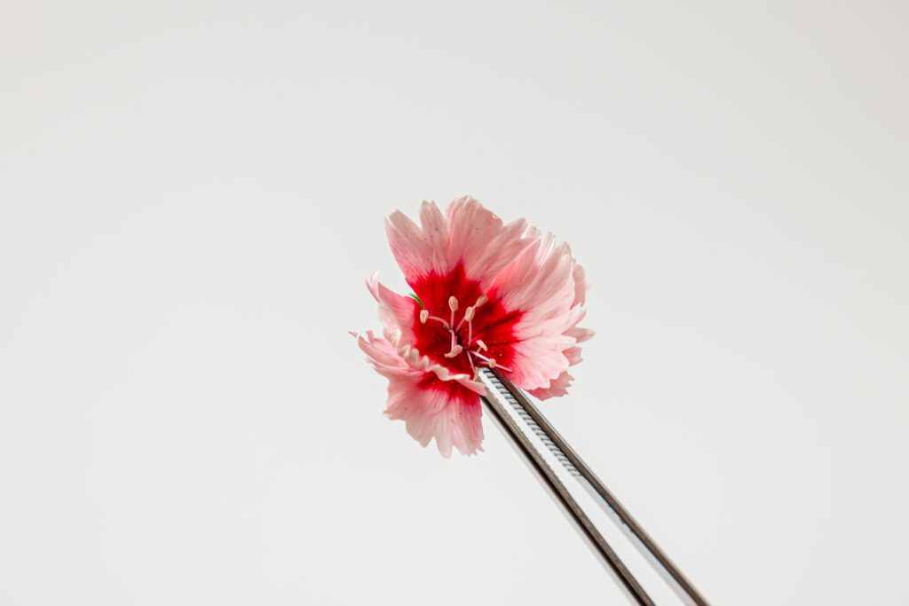Dianthus - Pincet