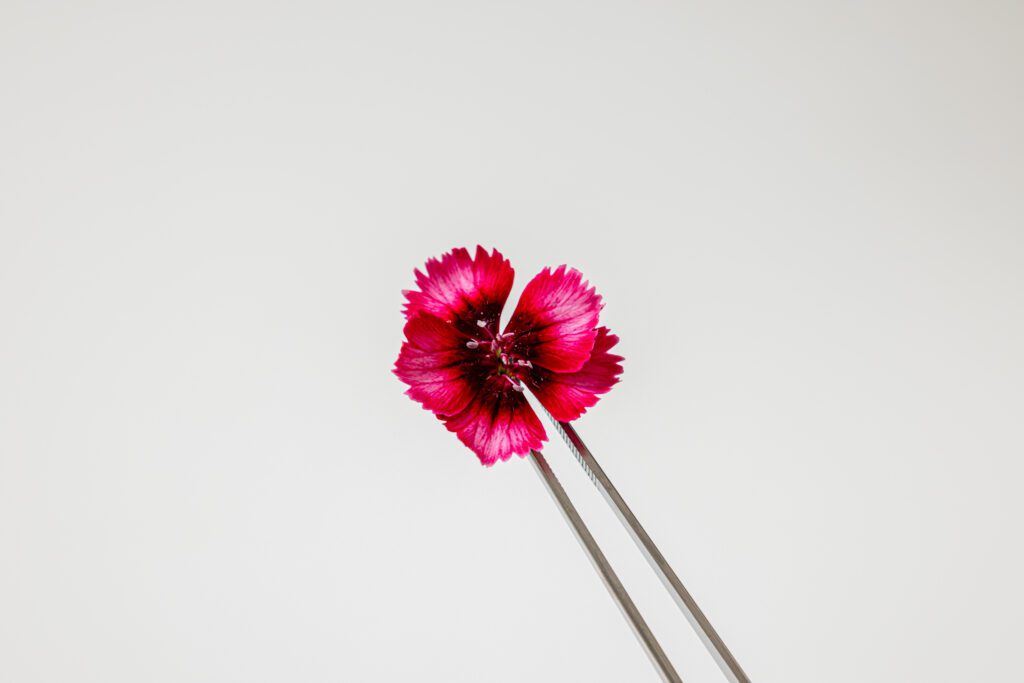 Dianthus - Pincet 2