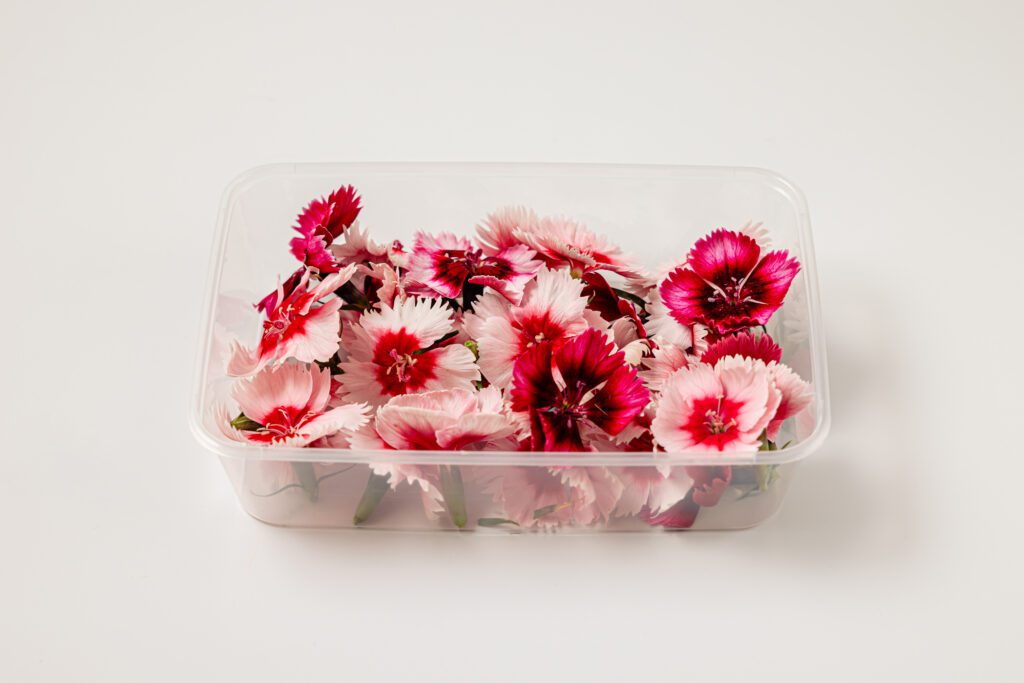 Dianthus - Side View