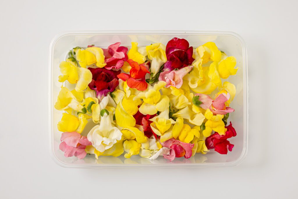 Snapdragon Mixed Color - Top View