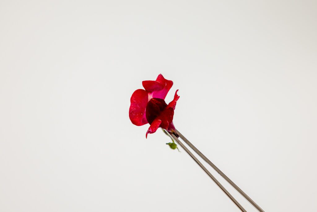 Snapdragon Purple - Pincet