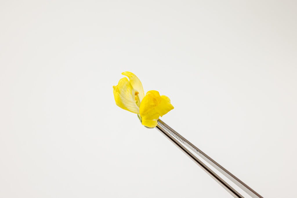 Snapdragon Yellow - Pincet