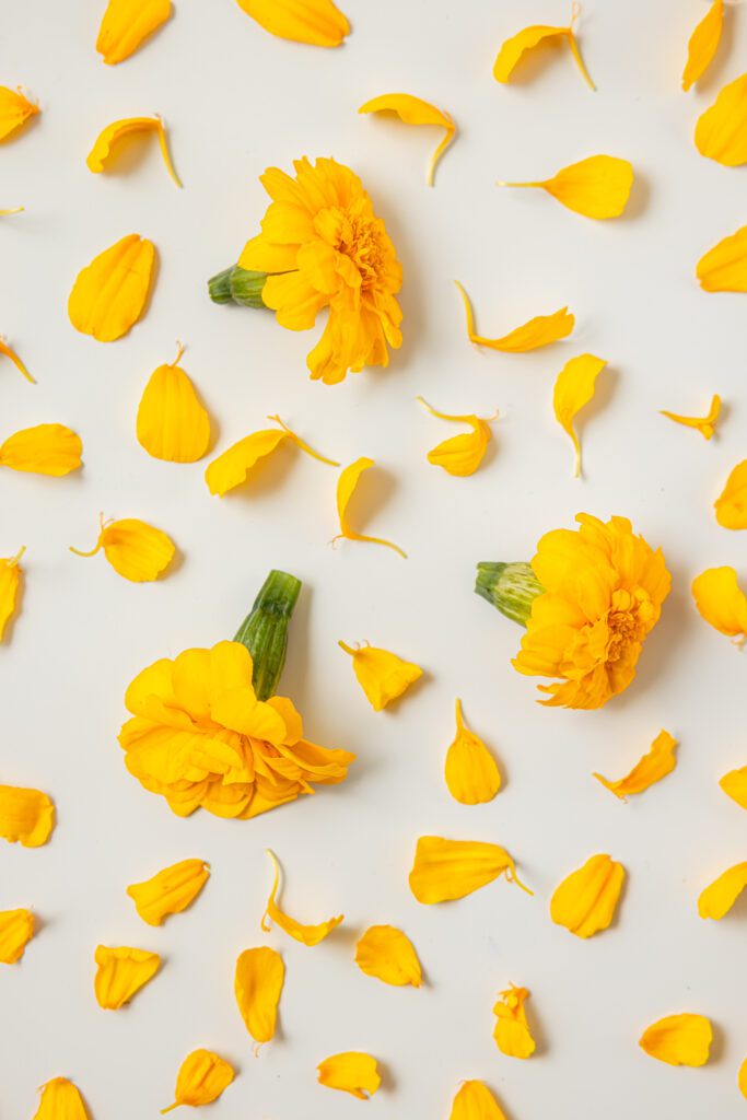 Tagetes Medium Yellow - Creative 1