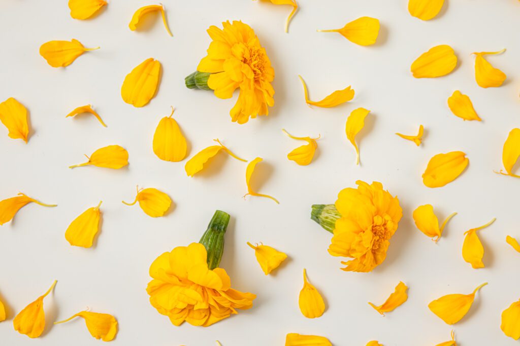 Tagetes Yellow Medium - Creative