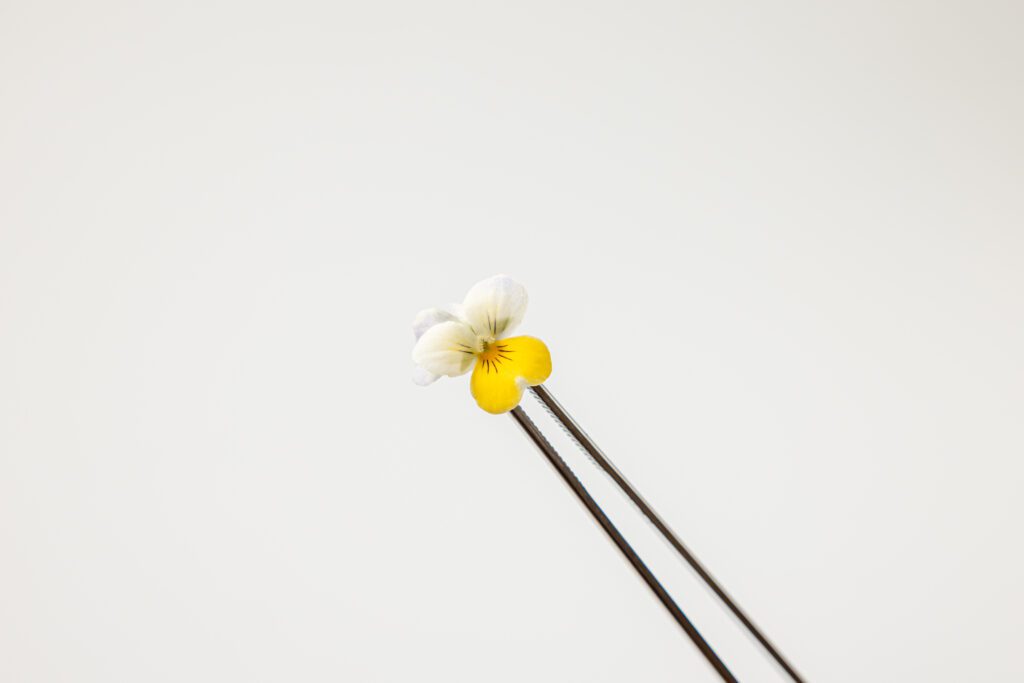 Violet White - Pincet