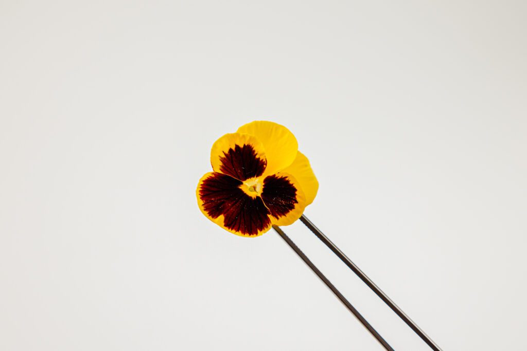 Violets Mixed Colour - Pincet