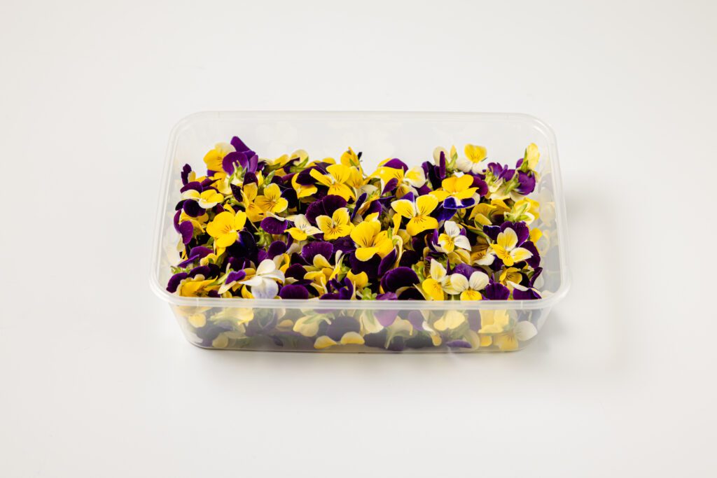 Violets Mixed - Side View