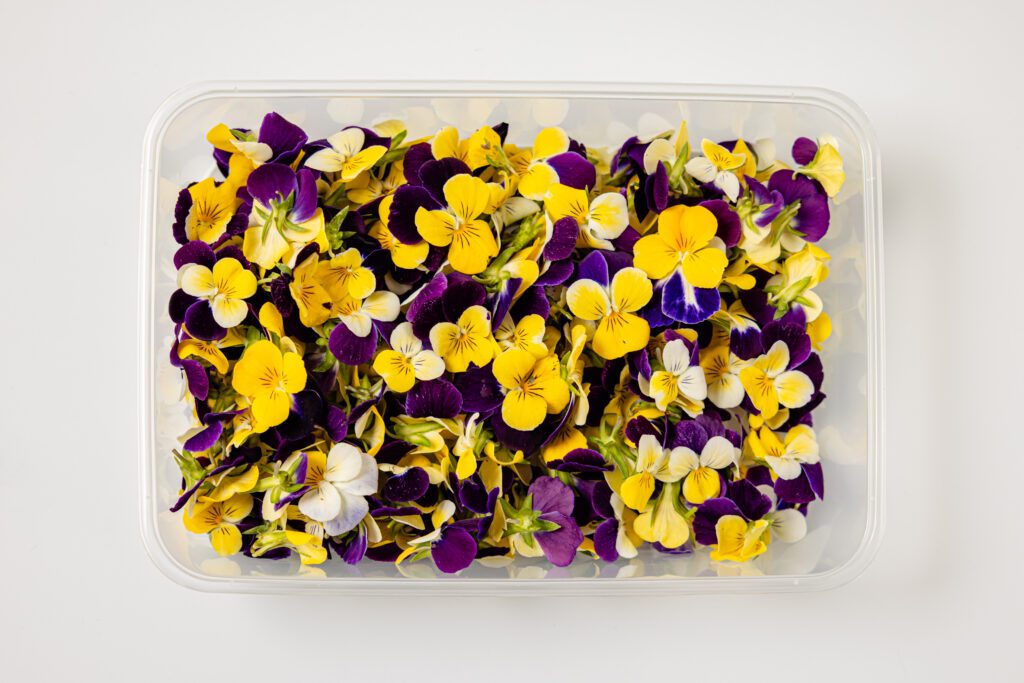 Violets Mixed - Top View