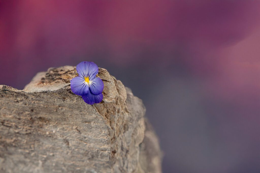 Violets Purple - Creative Rock