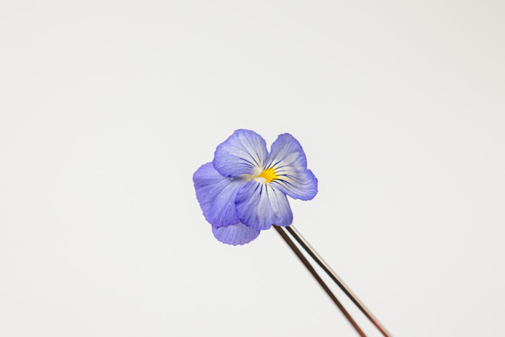 Violets Purple - Pincet