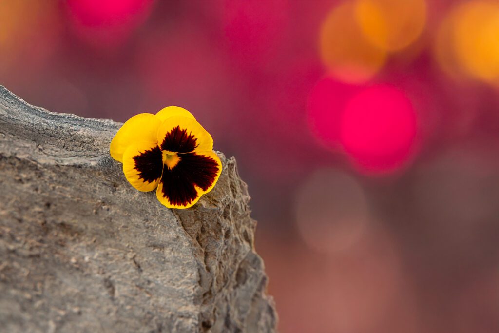 Violets Yellow - Creative Rock