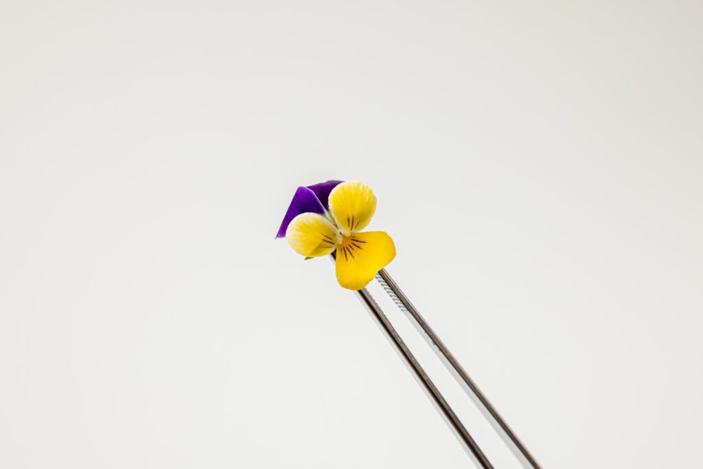 Violets Yellow - Pincet