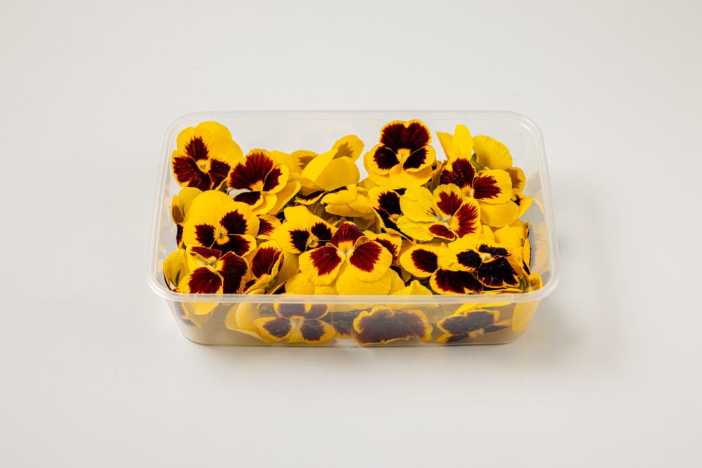 Viooltjes Large Yellow - Side View