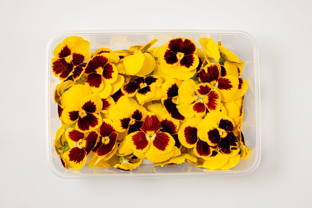 Viooltjes Large Yellow - Top View