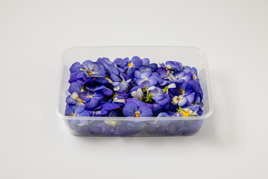 Viooltjes Small Purple - Side View